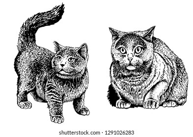 Graphical collection of cats, white background, vector sketch,eps10