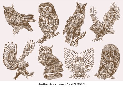 Graphical collection of owls ,vintage illustration,sepia