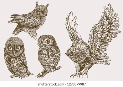 Graphical collection of owls ,vintage illustration,sepia