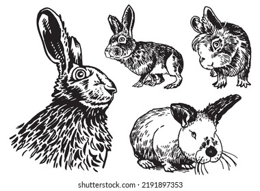 Colección gráfica de conejos aislados en fondo blanco, ilustración vectorial. Abundantes para imprenta, textiles