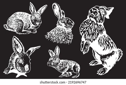 Graphical collection of rabbits isolated on black background,vector engraved illustration. Fluffy bunnies for printing designs,textiles