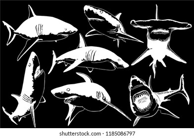 Graphical collection of sharks isolated on black background,vector , sketch of megalodon 