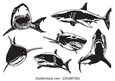 Graphical collection of sharks isolated on white, marine life elements.Vector illustration. Seafood