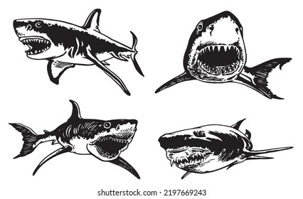 Graphical collection of sharks isolated on white, marine life elements.Vector illustration. Seafood