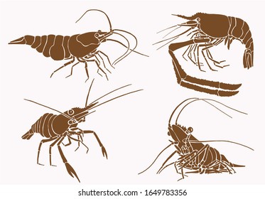 Graphical collection of shrimps , sepia background, vector vintage illustration