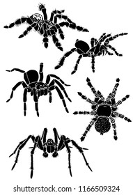 Graphical collection of tarantula isolated  on white,vector spiders , tattoo,printing