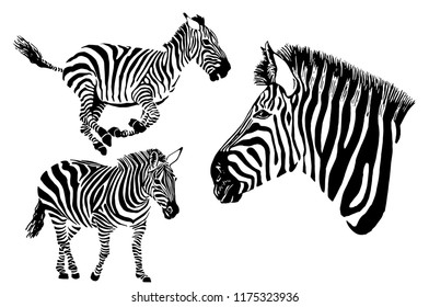 71+ Free Simple Zebra Tattoo HD Tattoo Photos