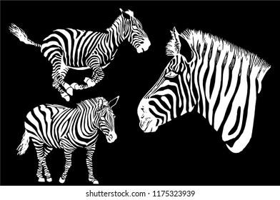 Graphical collection of zebra isolated on black background for tattoo,typography. Vector sketch ,ink pen