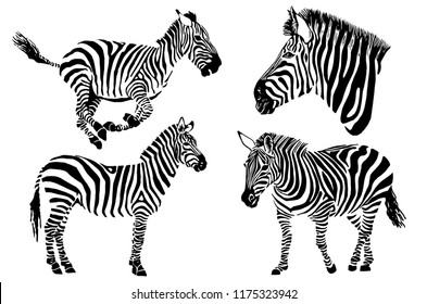 71+ Free Simple Zebra Tattoo HD Tattoo Photos