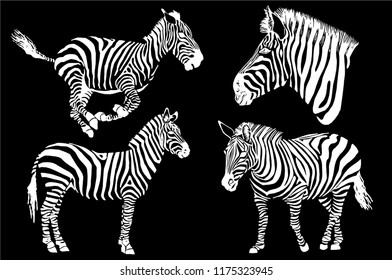 71+ Free Simple Zebra Tattoo HD Tattoo Photos