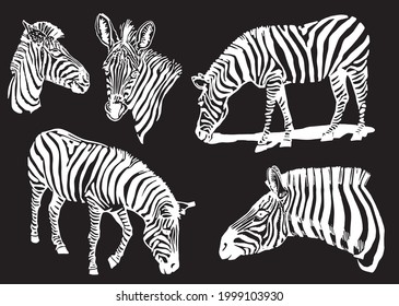 Graphical collection of zebra , vector elements isolated on black background