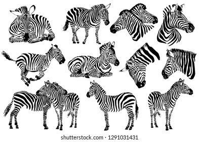 Graphical collection of zebras, white background, vector tattoo illustration,eps10