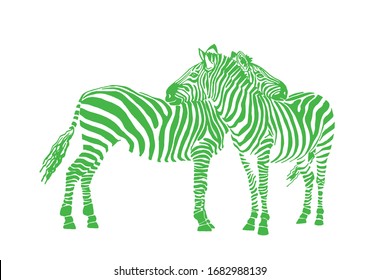 Graphical color family of  zebra isolated on white background, vector illustration