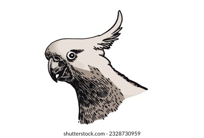 Graphical color parrot  isolated on white,vector element of bird.Ink pen parrot