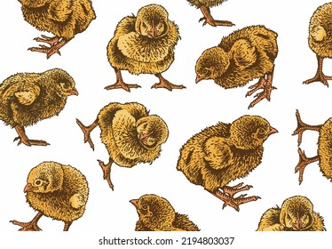  Graphical color pattern newborn chicks cover for fabric, postcards, wallpapers,graphical vector illustration. Poultry background design