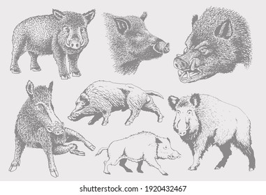 Graphical color set of boars, vector elements,illustration