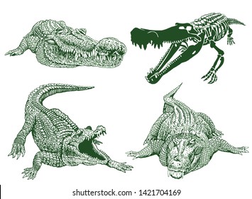 Graphical color set of crocodiles isolated on white,vector illustration,water dinosaur