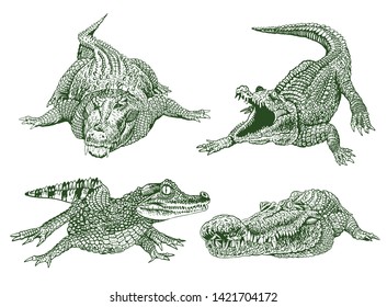 Graphical color set of crocodiles isolated on white,vector illustration,water dinosaur