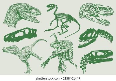 Graphical color set of green dinosaurs and skulls isolated on white background,vector illustration, museum elements for design,posters and covers.Paleontology,lizard