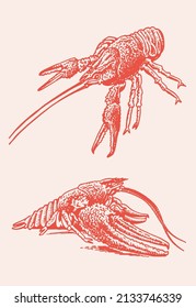 Grafische Farbpalette von Meeresnahrung, Sammlung roter Hummer