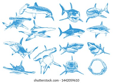 Graphical color set of sharks isolated on white background,blue sharks,illustration