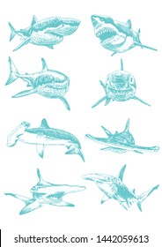 Graphical color set of sharks isolated on white background,blue sharks,illustration