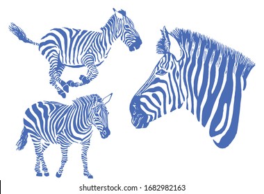 Graphical color  set of zebra isolated on white background, vector illustration