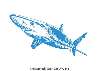 Graphical color shark isolated on white background ,vector sketch, tattoo illustration