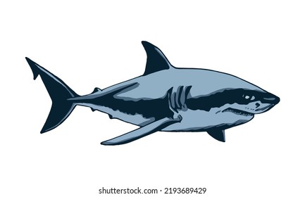 Graphical color shark on white isolated, blue magalodon. Vector illustration,marine life