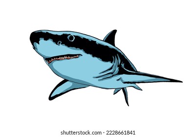Graphical color shark on white isolated, blue magalodon. Vector illustration,marine life