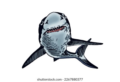 Graphical color shark on white isolated, blue magalodon. Vector illustration,marine life