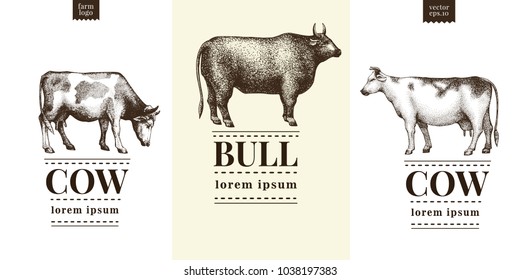 Graphical cow and bull silhouette, hand drawn vintage illustrations. Vector set with three logo templates.