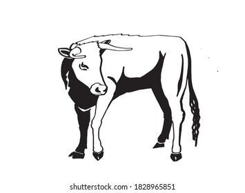 Graphical cow isolated on white background, vector ink pen illustration, mammal animal