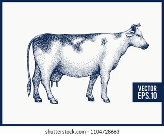 Graphical cow silhouette. Vector hand drawn cow illustration. Vintage style.