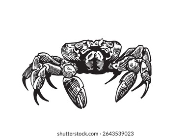 Graphical crab isolated on white background, vector illustration, seafood