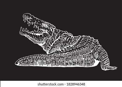 Graphical crocodile isolated on black background, vector engraved illustration