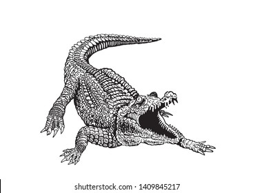 Graphical crocodile isolated on white, vector illustration