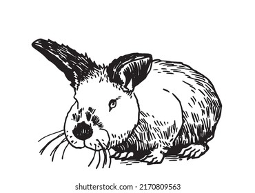 Graphical cute bunny sitting isolated on white,vector element, fluffy pet 
