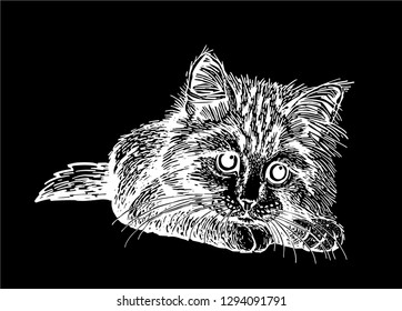 Graphical cute cat isolated on black ,vector illustration for printing