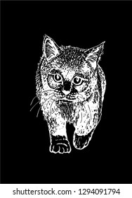 Graphical cute cat isolated on black ,vector illustration for printing