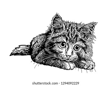 Graphical cute cat isolated on white ,vector illustration for printing