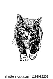 Graphical cute cat isolated on white ,vector illustration for printing