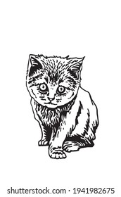 Graphical cute kitten isolated on white,vector illustration of pet