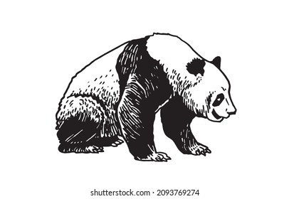 Graphical cute panda isolated on white ,vector illustration