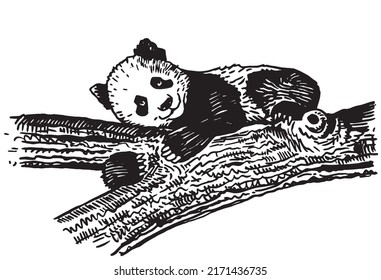Graphical cute and small panda laying on the branch of the tree isolated on white,vector element