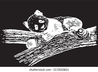 Graphical cute and small panda laying on the branch of the tree isolated on black,vector engraved  element