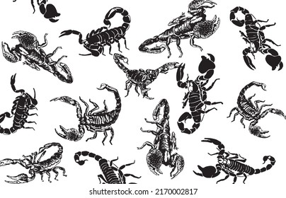 Graphical design with scorpions on white, vector illustration.Typography design with toxic insects