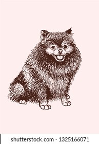 Graphical dog isolated on white background, vector spitz