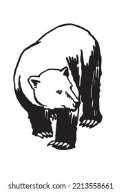 Graphical drawing of polar bear isolated on white,vector illustration
