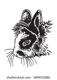 Graphical drawing of portrait of rabbit on white background,vector